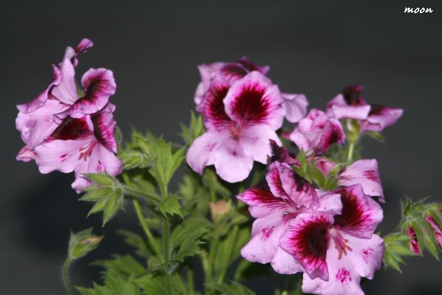 engleska pelargonija